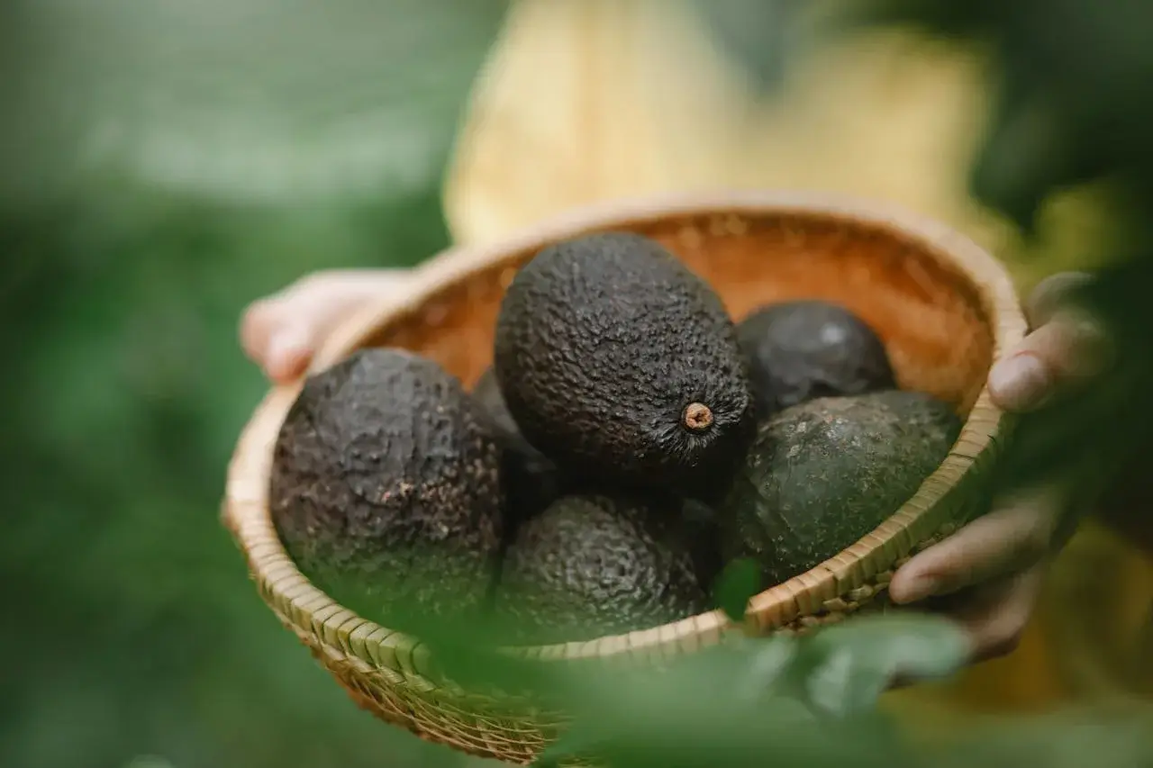 Organic Roots, Healthy Fruits