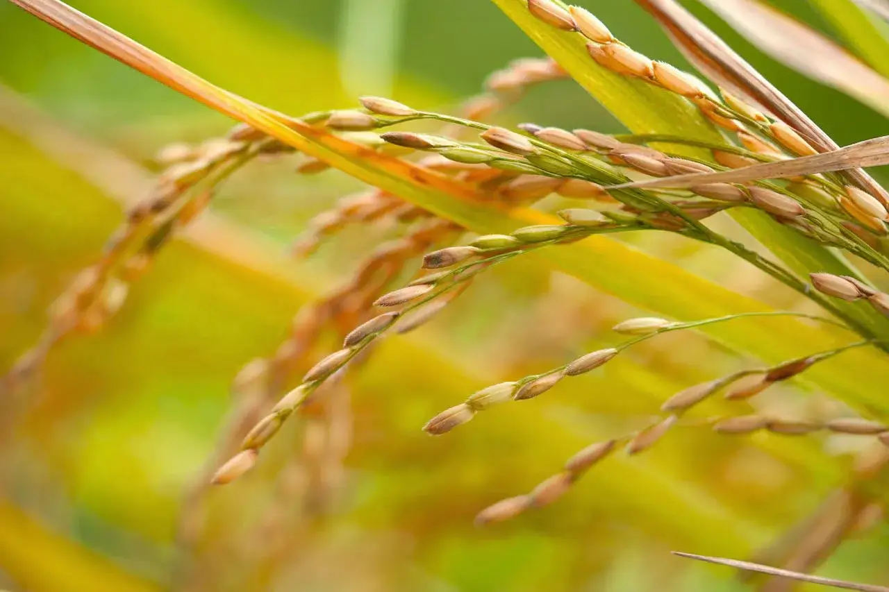Seeds of Sustainable Growth