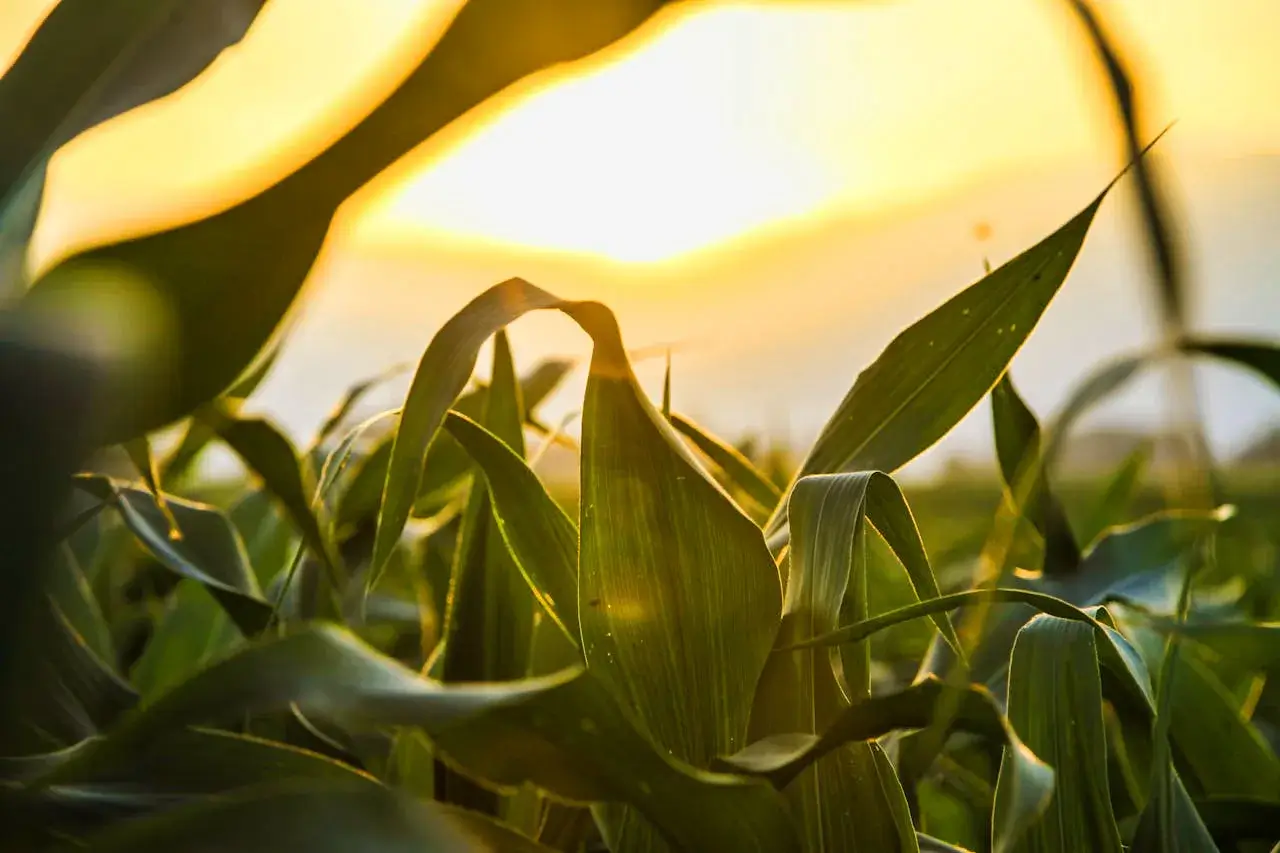 Green Fields, Pure Harvest