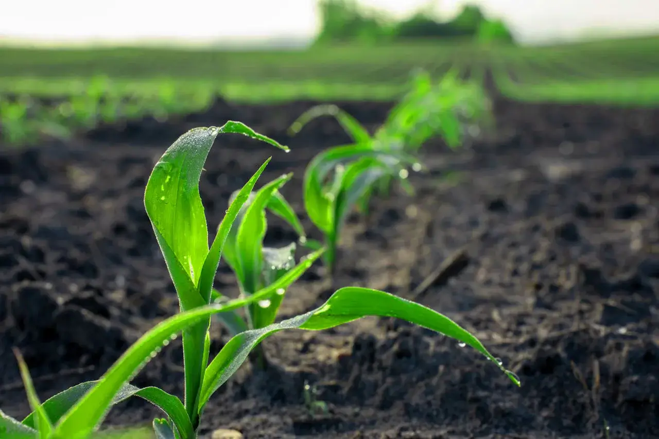 Select Fresh From Our Fields