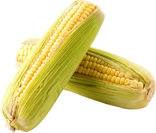 How to Plant Maize
