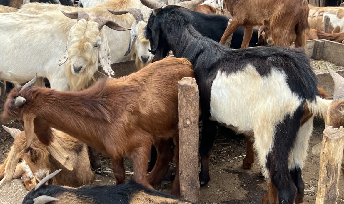 Livestock Value Education