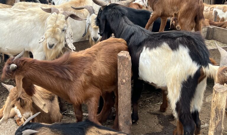 Livestock Value Education