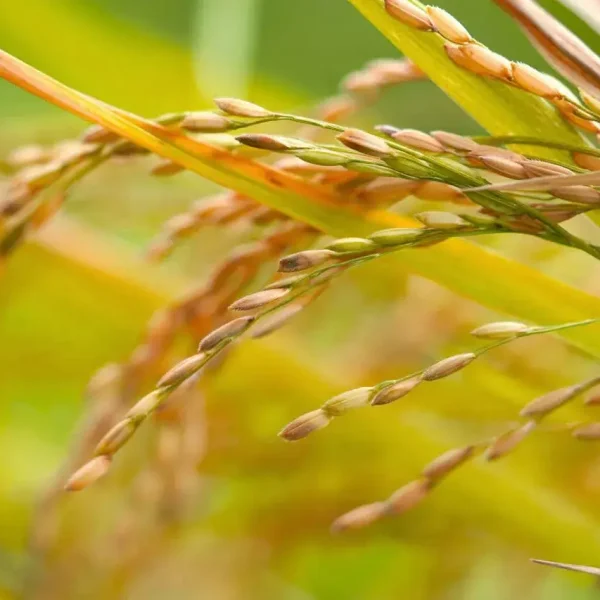 Seeds of Sustainable Growth
