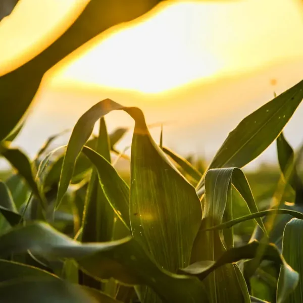 Green Fields, Pure Harvest