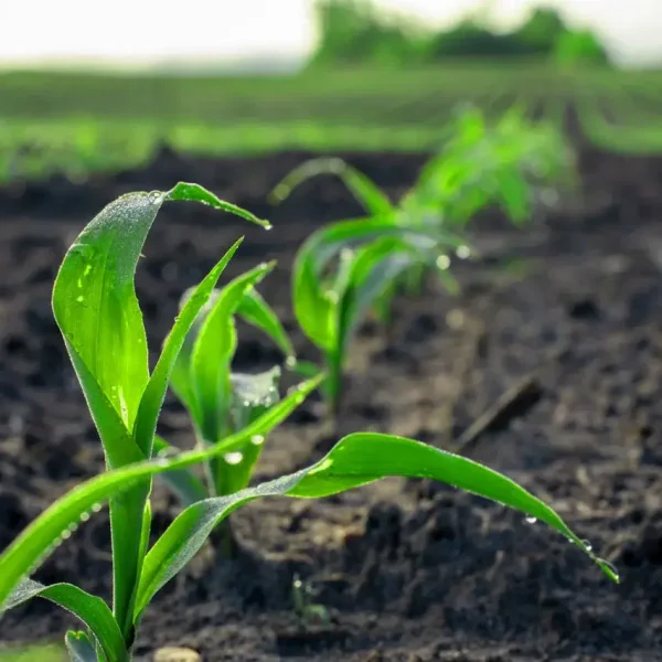 Select Fresh From Our Fields