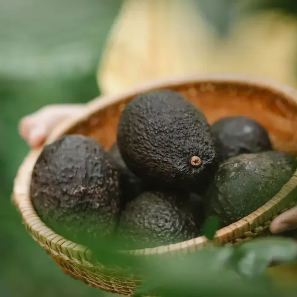 Organic Roots, Healthy Fruits